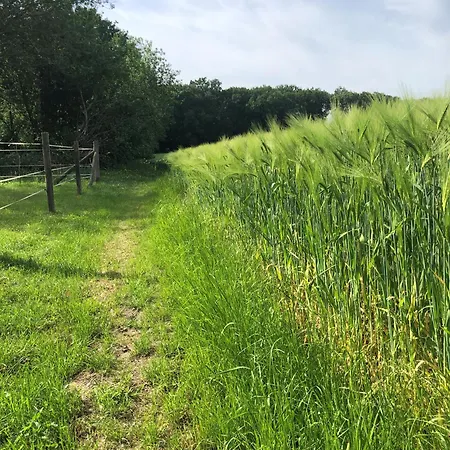 Vila Ministerhaus - Historisches Anwesen Fuer Gruppen Und Seminare